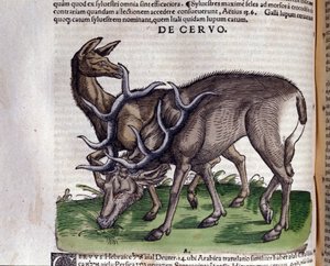 El ciervo según Historiae animalium de Konrad Gesner, Tiguri