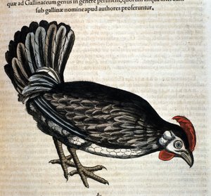 La gallina doméstica según Historiae animalium de Konrad Gesner, Tiguri de Unknown artist