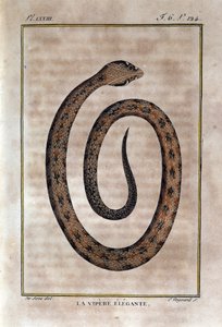 La víbora elegante. Lámina tomada de una historia natural de las “Obras de Buffon” por el naturalista Georges Louis Leclerc, Conde de Buffon (1707 - 1788). Siglo XIX de Unknown artist
