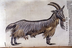 La cabra después de Historiae animalium por Konrad Gesner, Tiguri