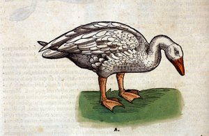 El ganso según la Historia Animalium de Conrad Gesner, Tiguri 1560. Biblioteca nacional Braidense. Milán de Unknown artist