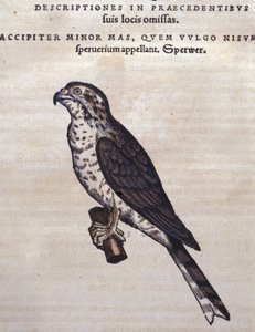 El halcón después de Historia Animalium de Conrad Gesner, Tiguri 1560. Biblioteca Nacional Braidense. Milán