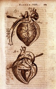 El corazón de la “Anatomía” de Bartholin