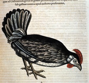 La gallina según la Historia Animalium de Conrad Gesner, Tiguri 1560. Biblioteca nacional Braidense. Milán de Unknown artist