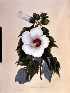 El hibisco. Lámina botánica. de Unknown artist