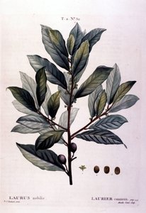 El laurel. Herbario del siglo XIX de Unknown artist