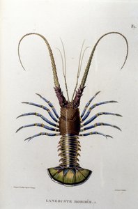 La langosta. Siglo XIX