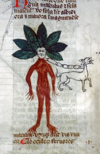 La mandrágora de Unknown artist
