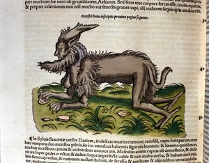 La mantícora según la Historia Animalium de Conrad Gesner, Tiguri 1560. Biblioteca nacional Braidense. Milán de Unknown artist