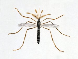 El mosquito. Tabla de historia natural. Siglo XIX. de Unknown artist