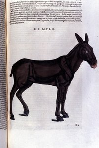 El salmonete después de Historiae animalium de Konrad Gesner, Tiguri de Unknown artist