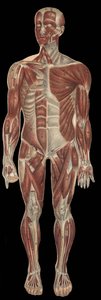 Los músculos de la cabeza, tronco y extremidades en la parte anterior del cuerpo. en “La nueva medicación natural” por F.E. Bilz. 1898. de Unknown artist
