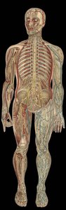 El sistema nervioso. En “La nueva medicación natural” por F.E. Bilz. 1898