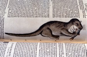 La nutria - Historia Animalium de Conrad Gesner (1516 - 1565), Tiguri
