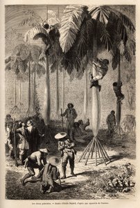 Los repollos de palmito; después de ser robados por los indios, la expedición no tiene equipo y utiliza técnicas locales para recolectar alimentos, haciendo un aro con una enredadera, los peones del equipo pueden trepar por los troncos para recolectar alg