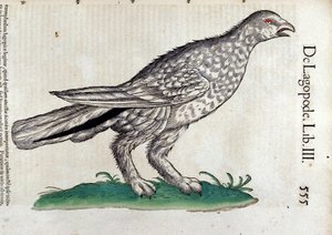 El lagópodo en Historia Animalium de Conrad Gesner (1516 - 1565), Tiguri de Unknown artist