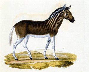 El quagga, un animal desaparecido alrededor de 1870: era un mamífero cercano al caballo y la cebra con rayas en el cuello y la cabeza. Grabado de finales del siglo XIX.