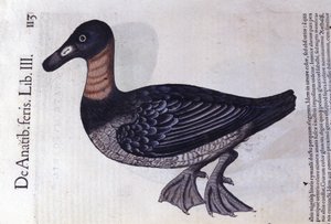 El pato de cuello rojo después de Historiae animalium por Konrad Gesner, Tiguri de Unknown artist