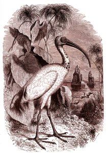 El ibis sagrado de los egipcios de Unknown artist