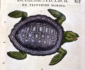 La tortuga marina, según la Historia Animalium de Conrad Gesner, Tiguri 1560 de Unknown artist