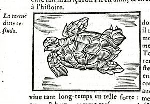 La tortuga marina, según el tratado de Gerolamo Cardano (Cardanus Hieronymus) (Cardan) “De la subtlite”, impreso en Ruan en 1642 de Unknown artist