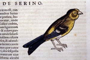 El serín según Historiae animalium de Konrad Gesner, Tiguri
