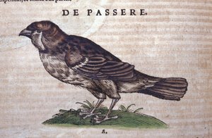 El gorrión en Historia Animalium de Conrad Gesner (1516 - 1565), Tiguri