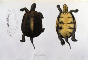La tortuga de la Malaria Emys Lutaria después de “Fauna Italica” de Bonaparte. Milán de Unknown artist