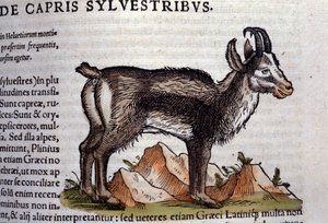 La cabra salvaje después de Historiae animalium por Konrad Gesner, Tiguri