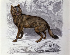 El lobo. Placa tomada de un tratado de Historia Natural de “Obras de Buffon” del naturalista Georges Louis Leclerc, Conde de Buffon (1707 - 1788). Siglo XIX de Unknown artist