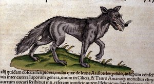 El lobo según la Historia Animalium de Conrad Gesner, Tiguri 1560. Biblioteca nazionale Braidense. Milán