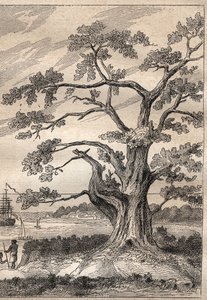 Tercer viaje (1776-1779) del Capitán James Cook (1728-1779): árbol bajo el cual Cook observó el paso de Venus - ilustración tomada de “Los Grandes Marineros del siglo XVIII” de Unknown artist
