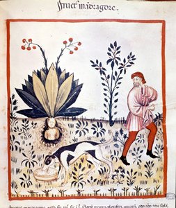 Tratado de medicina “Tacuinum sanitatis” siglo XIV. Recolección de Mandrágora. Biblioteca Nacional Braidense. Milán
