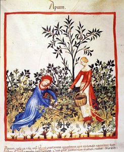 Dos mujeres recolectando perejil. Iluminación del tratado de medicina y dietética “Tacuinum sanitatis”
