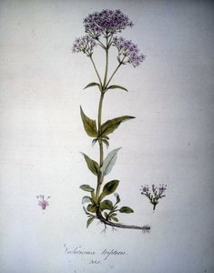Valeriana malva o Valeriana tripteris. Herbario del siglo XIX. de Unknown artist