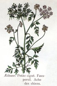 Plantas botánicas venenosas: Aethusa, Pequeño Granizo, perejil falso y dolor de perro. Grabado en "La medicación natural", por Friedrich Eduard Bilz (1842-1922)