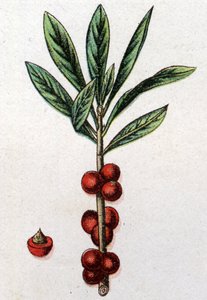 Plantas botánicas venenosas: Daphne Mezereon. Grabado en "La medicación natural" de Friedrich Eduard Bilz (1842-1922).