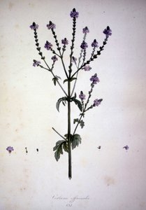 Verbena officinalis (Verbena officinale). Herbario del siglo XIX de Unknown artist