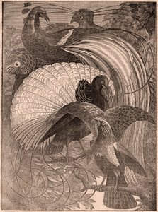 Vista de un grupo de cinco aves tropicales llamadas aves del paraíso, que viven en Nueva Guinea de Unknown