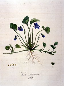 Violeta. Grabado del siglo XIX