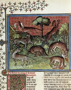 Nosotros moteamos al lobo y toda su naturaleza. Miniatura de Gaston Phoebus (1331-1391) llamado Gaston III Conde De Foix