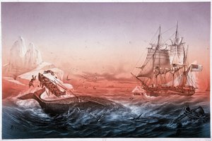 Barco ballenero no logró rescatar sus botes volcados por la ballena de Unknown artist