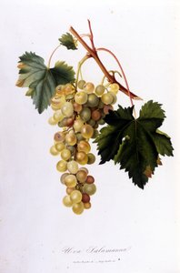 Uvas blancas de Unknown artist