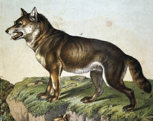 Lobo - en "Historia Natural de los Mamíferos", ed. Schreiber, Múnich de Unknown artist