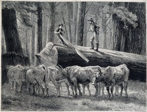 Leñadores en un bosque de secuoyas en California - grabado de Unknown artist