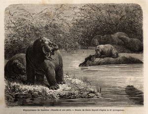 Hipopótamo del Zambeze: hembra y su cría refrescándose en el río. Grabado para ilustrar los primeros viajes del Dr. Livingstone al sur de África de 1840 a 1856, en 