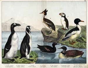 a: Pato común (Mergus merganser), b: Somormujo común (Podiceps cristatus), c: Colimbo común (Colymbus glacialis), d: Arao negro (Cepphus grylle), Gran pingüino (Alca impennis), f: Frailecillo (Fratercula arctica), g: Pingüino real (Aptenodytes patagonicus)