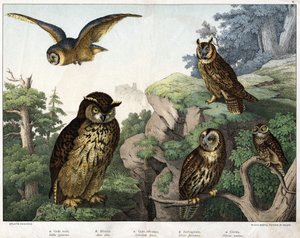 a: Búho Dorado (Bubo ignavus), b: Hulotte (cat-huant) (Asio shell), c: Búho Salvaje (Syrnium aluco), d: Búho (Strix flammea), e: Búho (Athene noctua) - en “Historia Natural de las Aves”, ed. Hoepli, Milán de Unknown artist