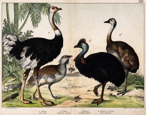 a: Avutarda grande (Otis tarda), b: Casuario (Casarius galeatus), c: Avestruz africano (Struthio camelus), d: Ñandú (Rhea Americana) - En "Historia Natural de los Oideales", ed. Hoepli, Milán de Unknown artist