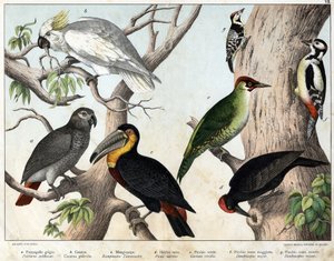 a: Loro gris (Psittacus erithacus), b: Loro cacatúa (Cacatua galerita), c: Tucán (Ramphastos temminckii), d: Pájaro carpintero negro (Picus Martius), e: Pájaro carpintero verde (Gecinus veridis), f: Pájaro carpintero rojo mayor (Dendrocopus minor) - “Histo de Unknown artist